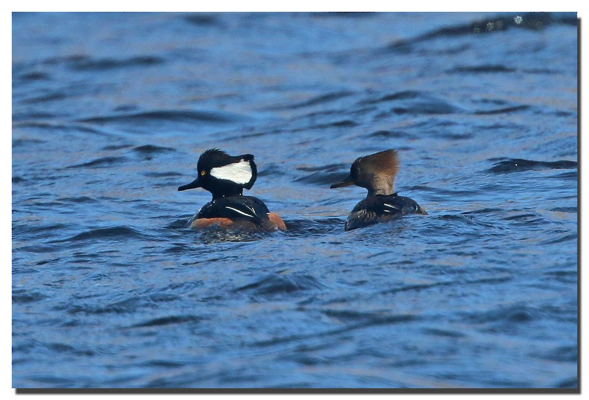 Hooded Merganser - ML226097591