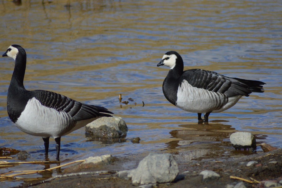 Цагаан шанаат галуу - ML226098271