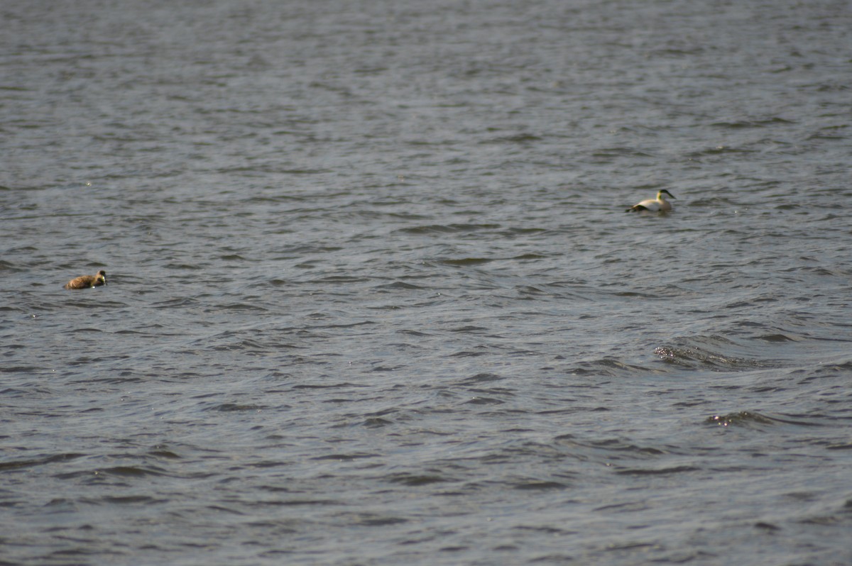 Common Eider - ML226098281