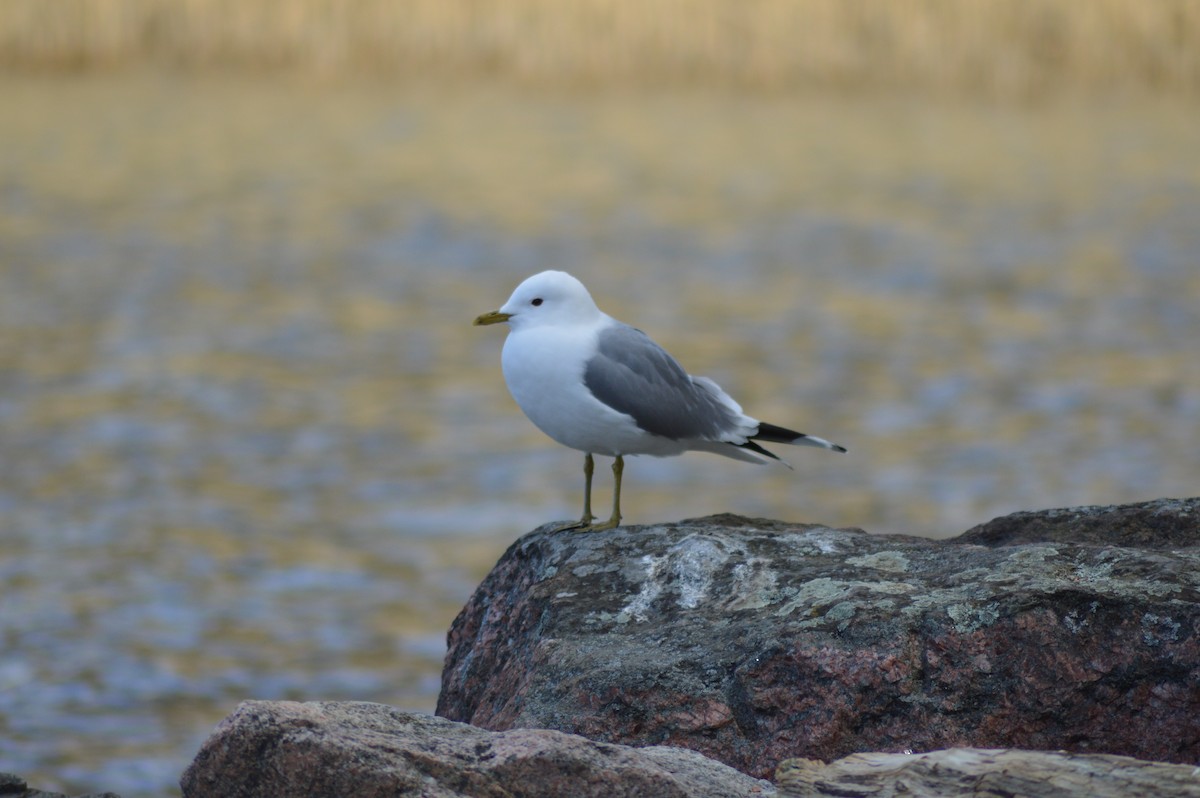 Үүлэн цахлай - ML226098291