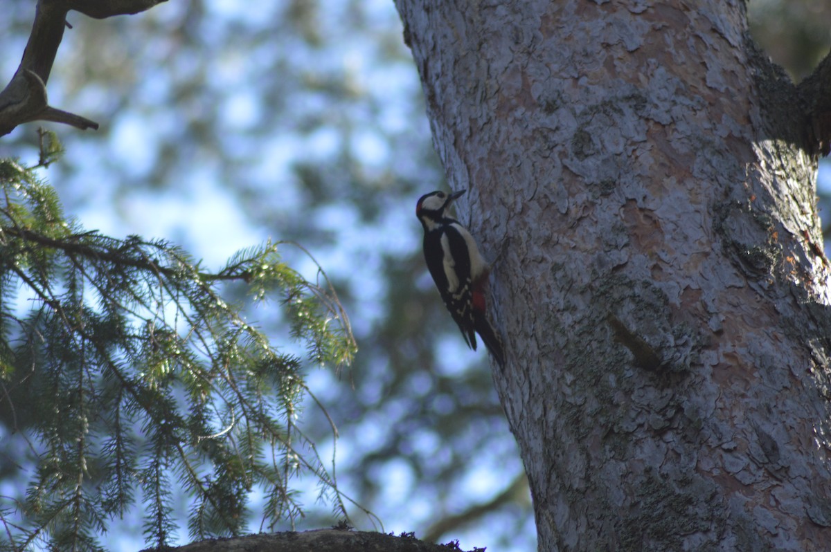 Алаг тоншуул - ML226098341
