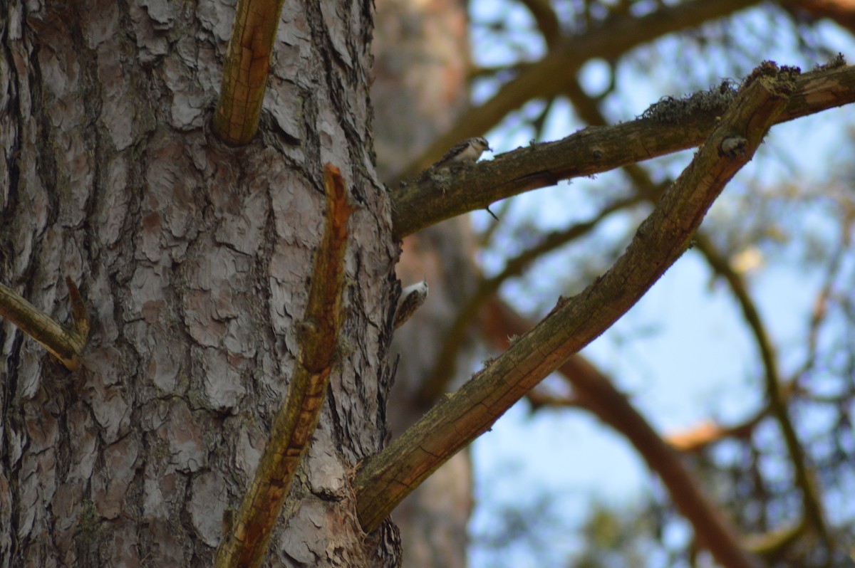 Хөвчийн бялзуумар - ML226098371
