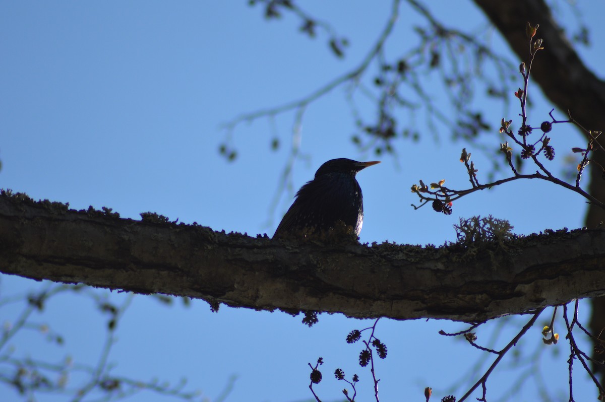 Хар тодол - ML226098381