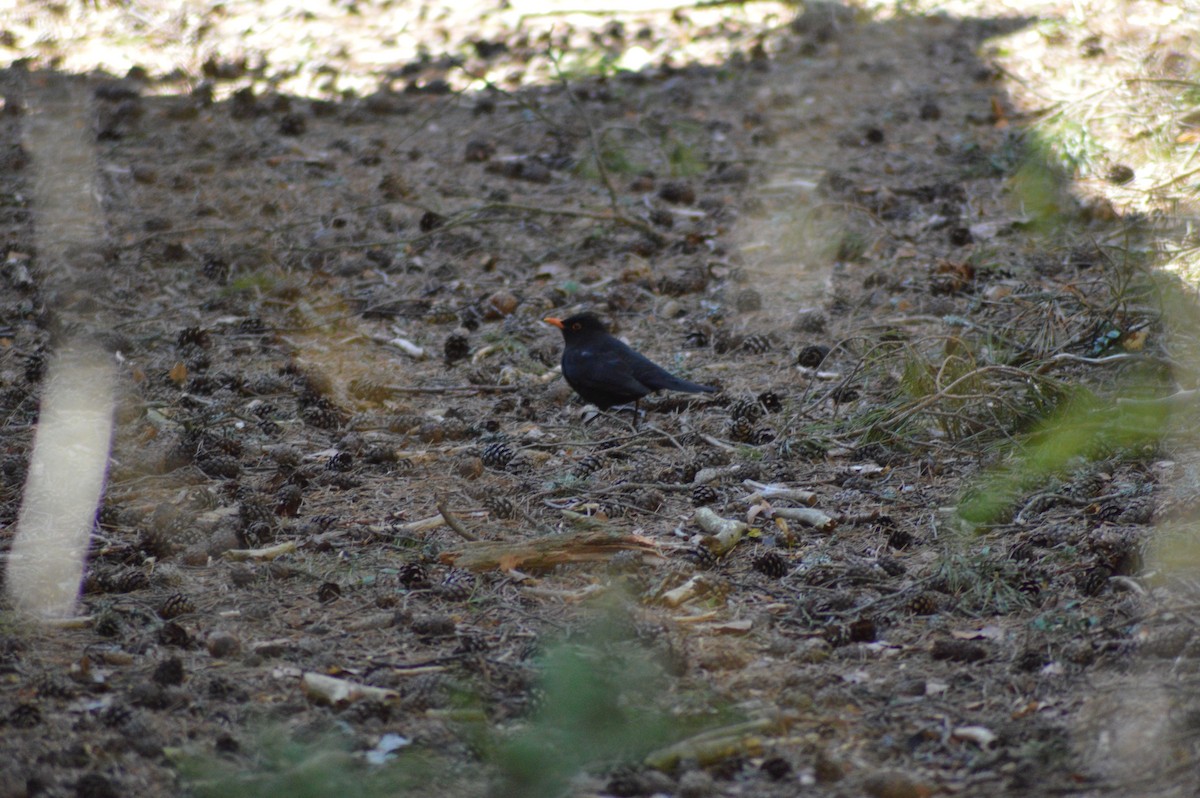 Хар хөөндэй - ML226098391