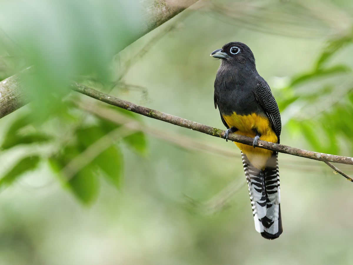 White-tailed Trogon - Nick Athanas