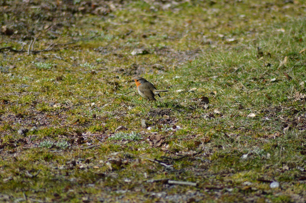 Өрнийн зээрд омруут - ML226098421