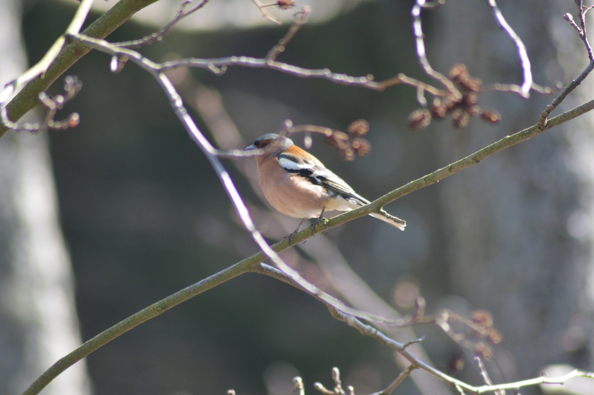 Дуулгат бужирга - ML226098441