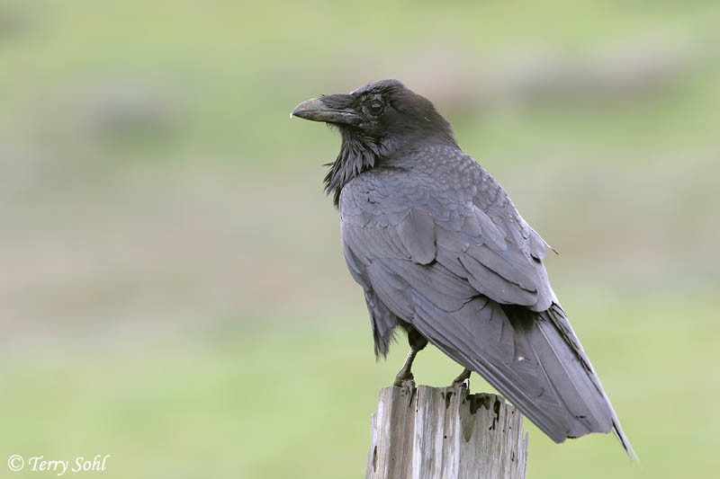 Common Raven - ML226099051