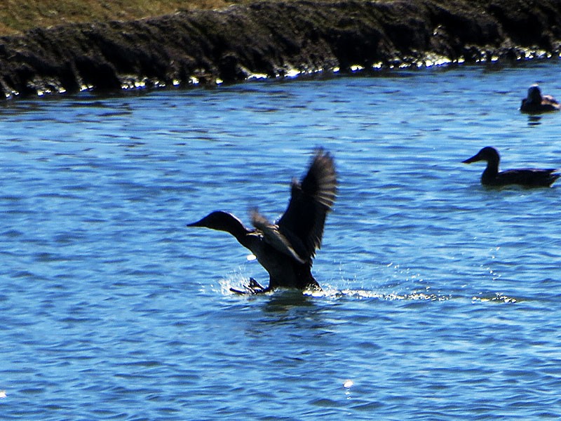 Canvasback - ML22609951