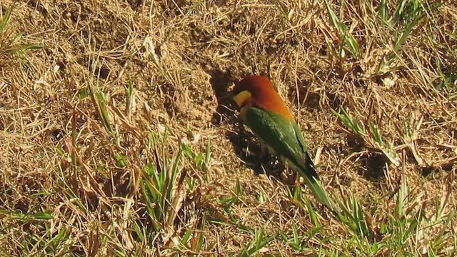 Chestnut-headed Bee-eater - ML226100151