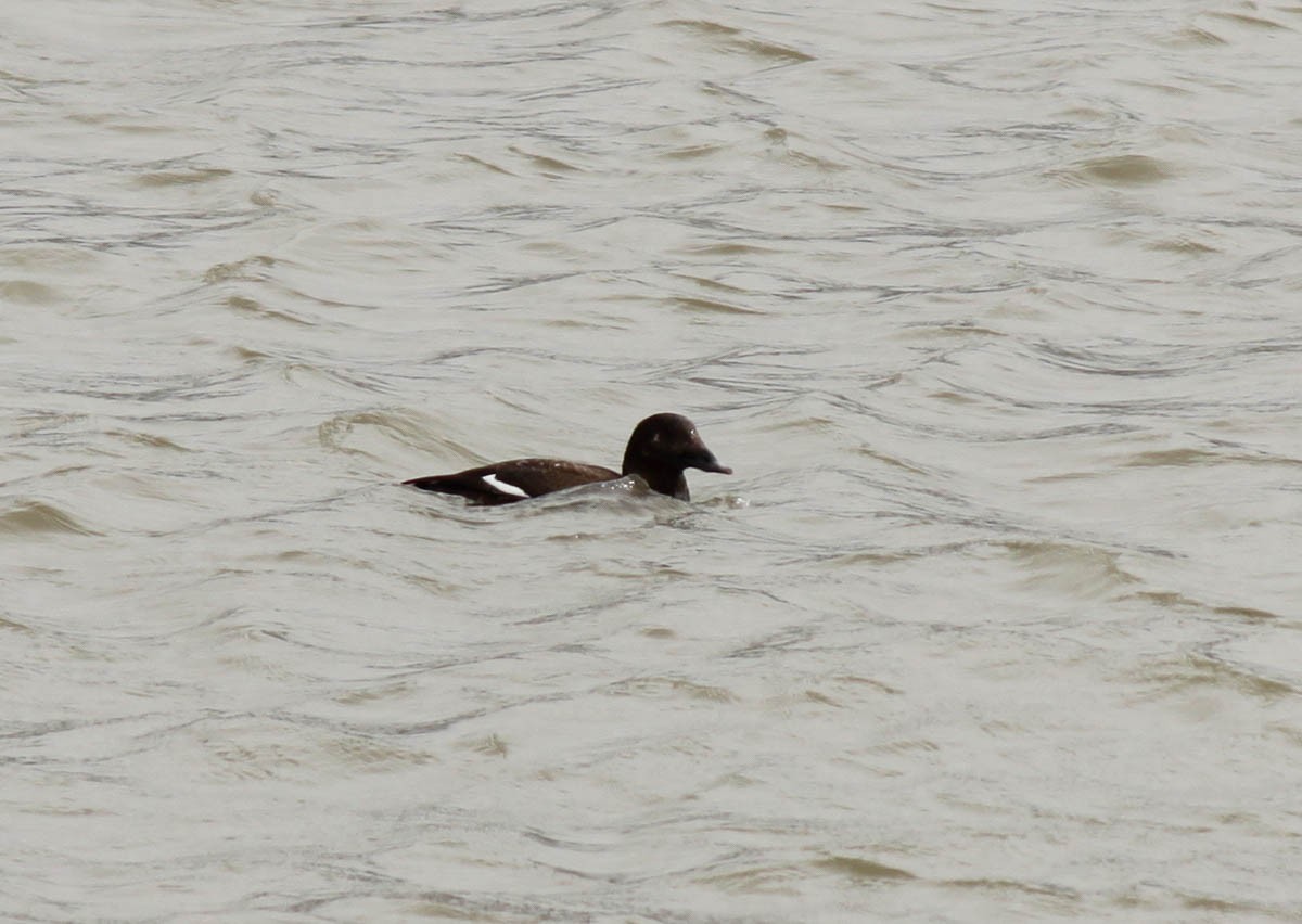 White-winged Scoter - Jen Sanford