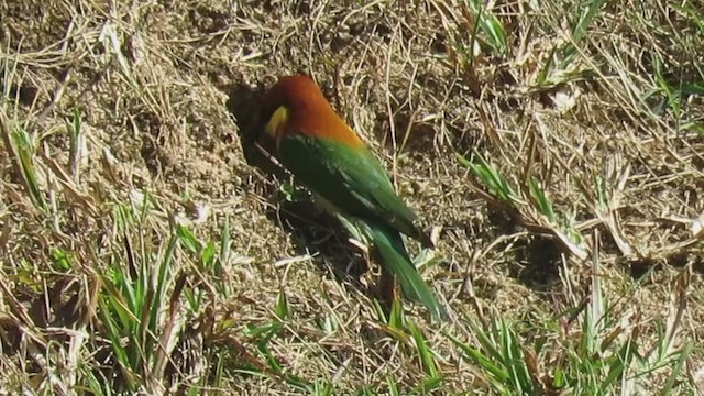 Chestnut-headed Bee-eater - ML226102341