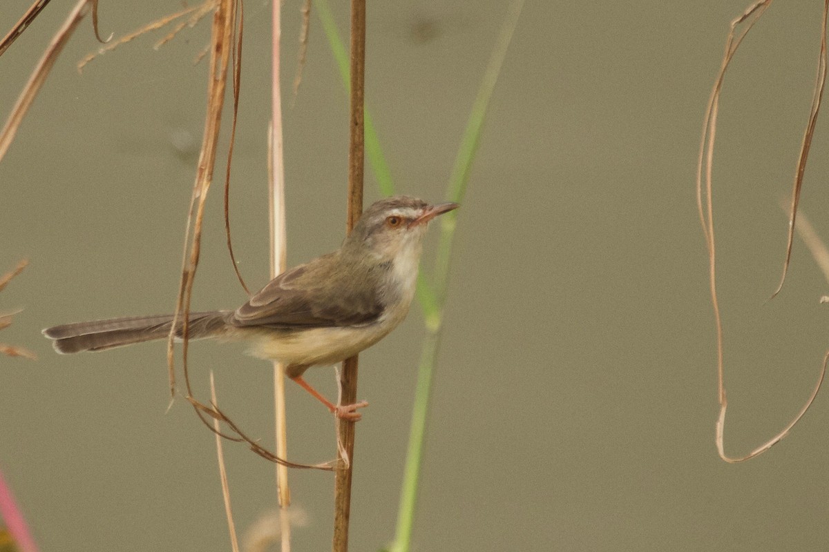 Plain Prinia - ML22610341