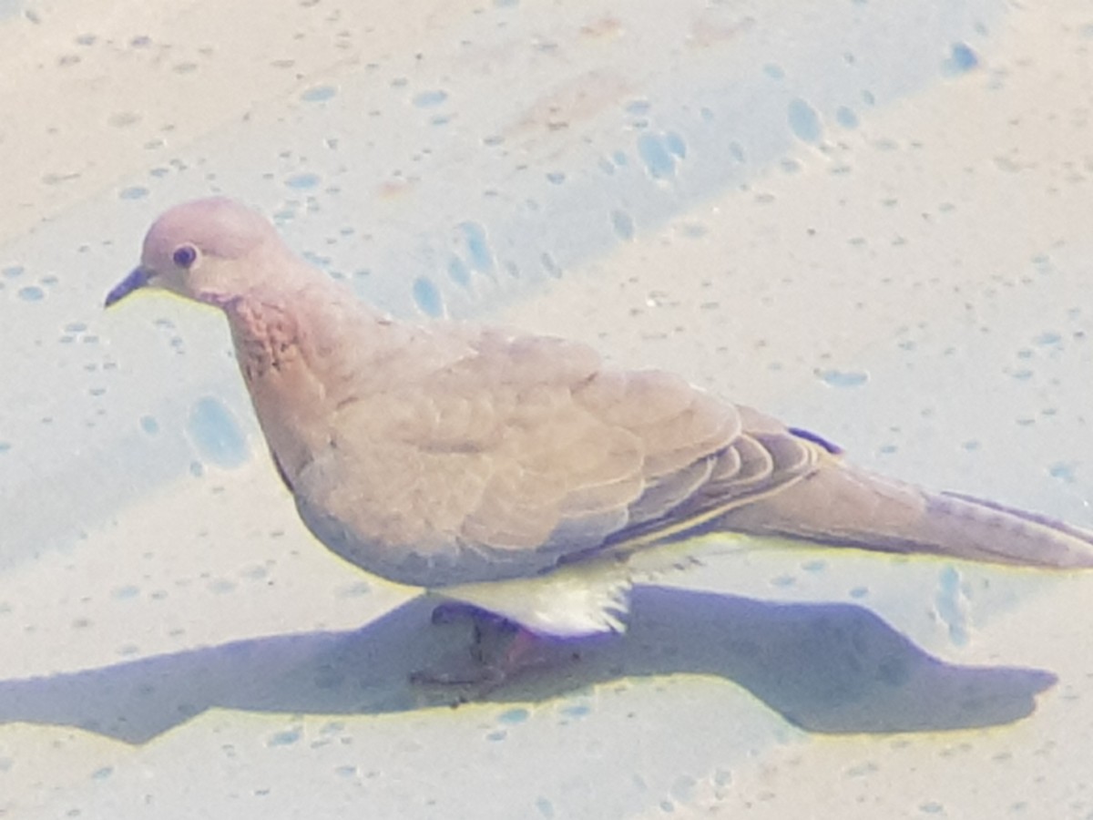 Laughing Dove - ML226103461