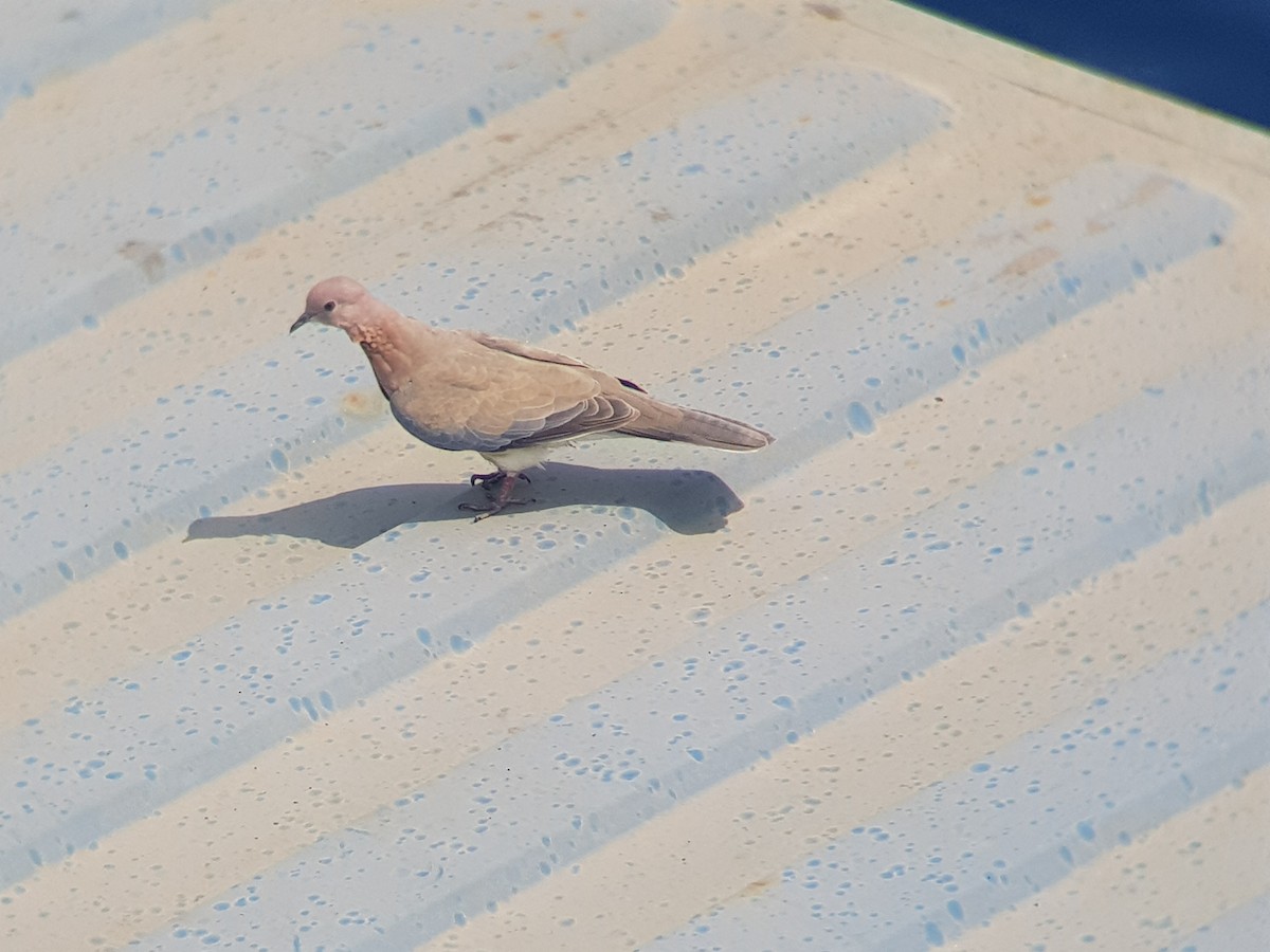 Laughing Dove - ML226103471