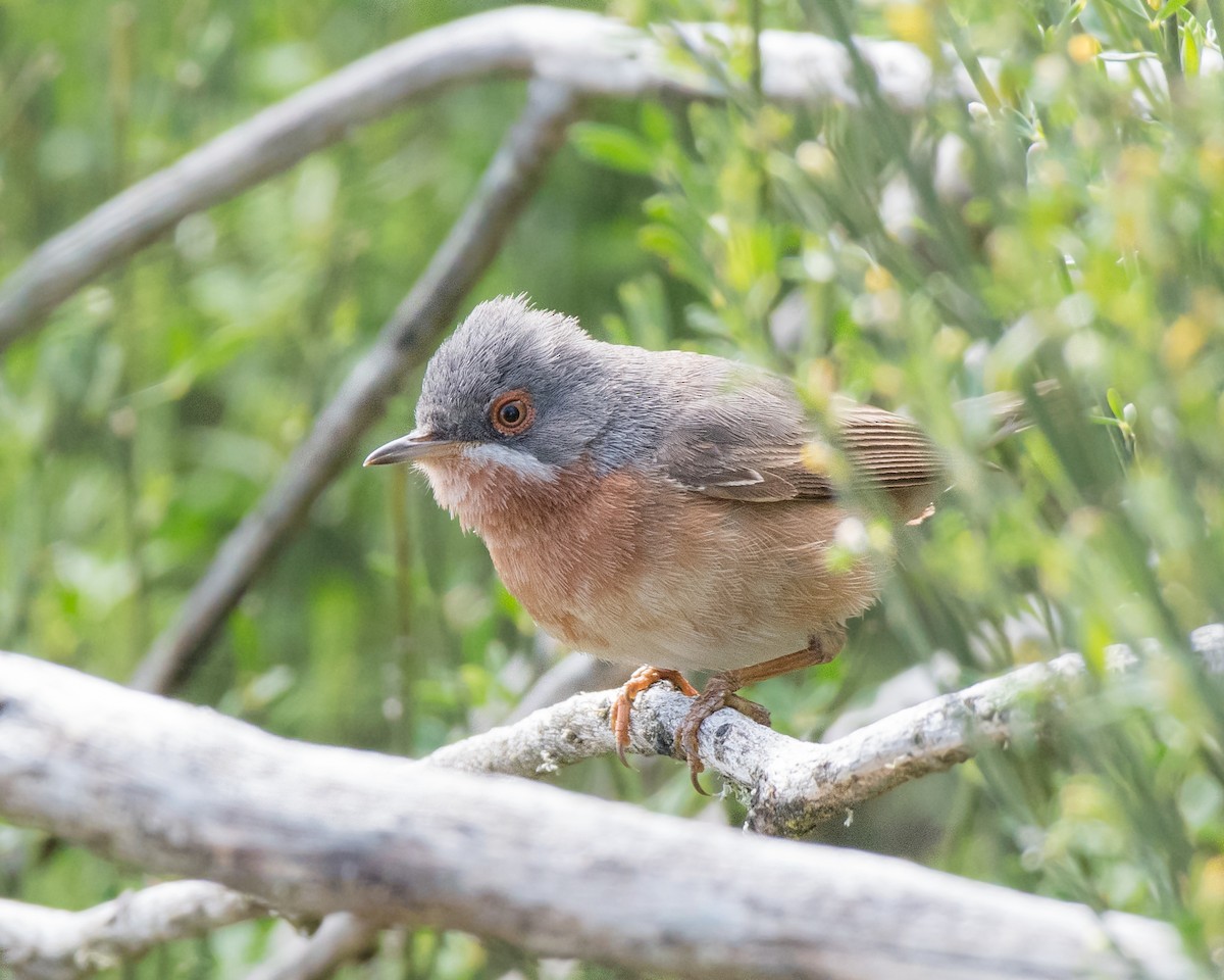 Western Subalpine Warbler - Luís Tão