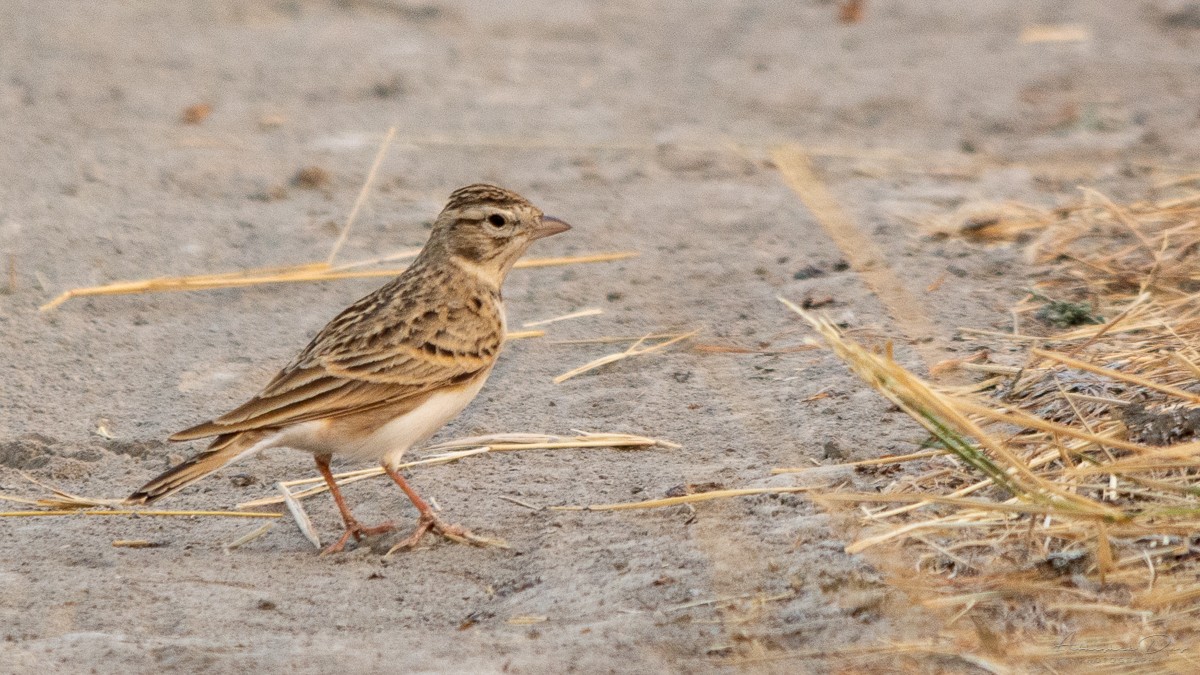 Greater Short-toed Lark - Abhishek Das