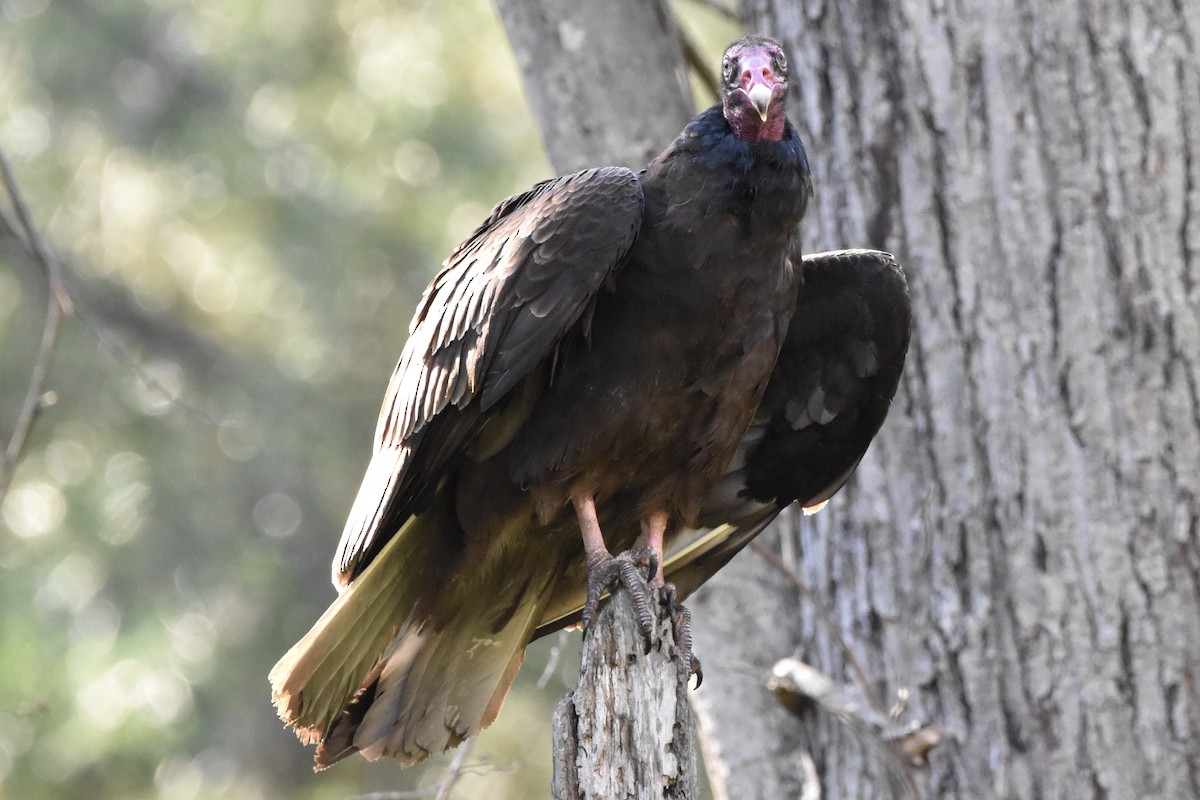 Turkey Vulture - ML226105881