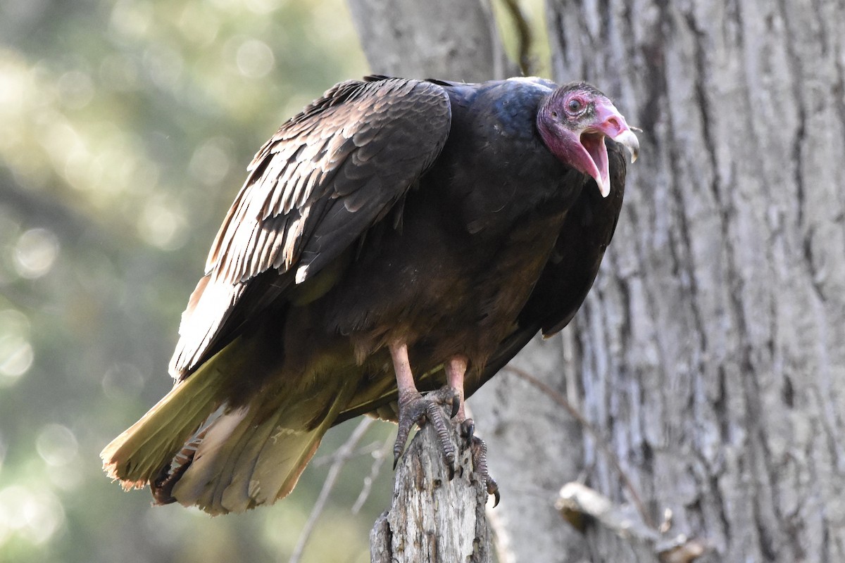 Turkey Vulture - ML226105891