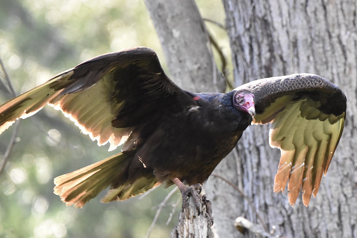 Turkey Vulture - ML226105901