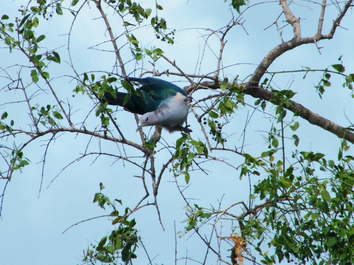 Green Imperial-Pigeon - ML226106681