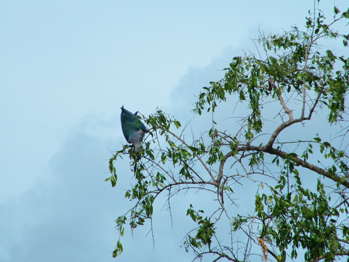 Green Imperial-Pigeon - ML226106711