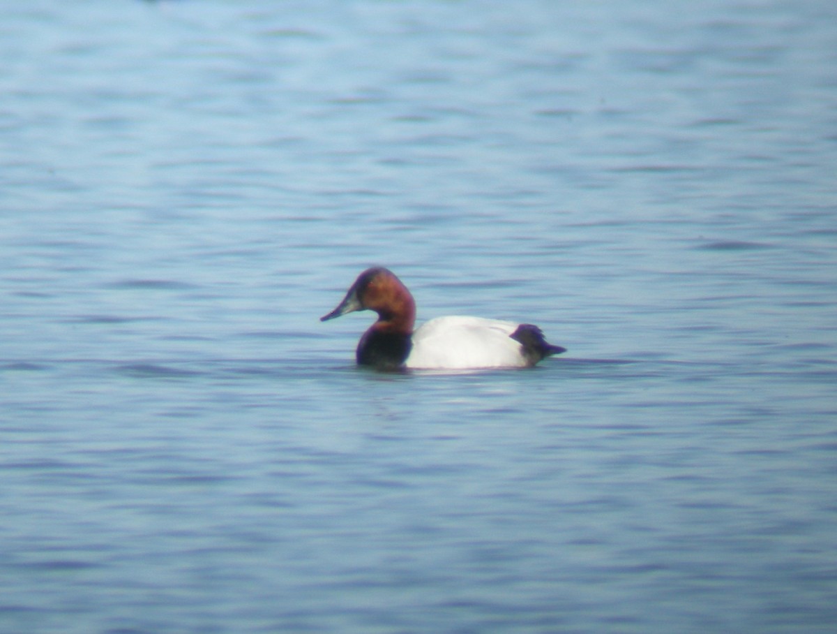 Canvasback - ML226109901