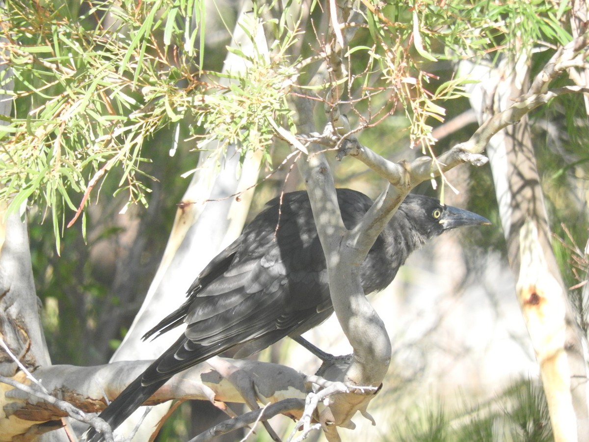 Black Currawong - George Vaughan