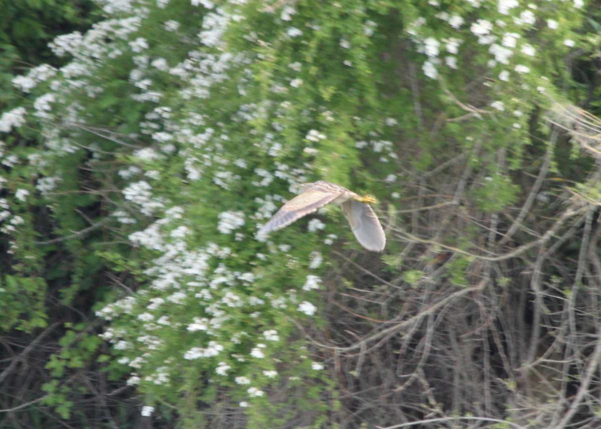 American Bittern - ML226112041