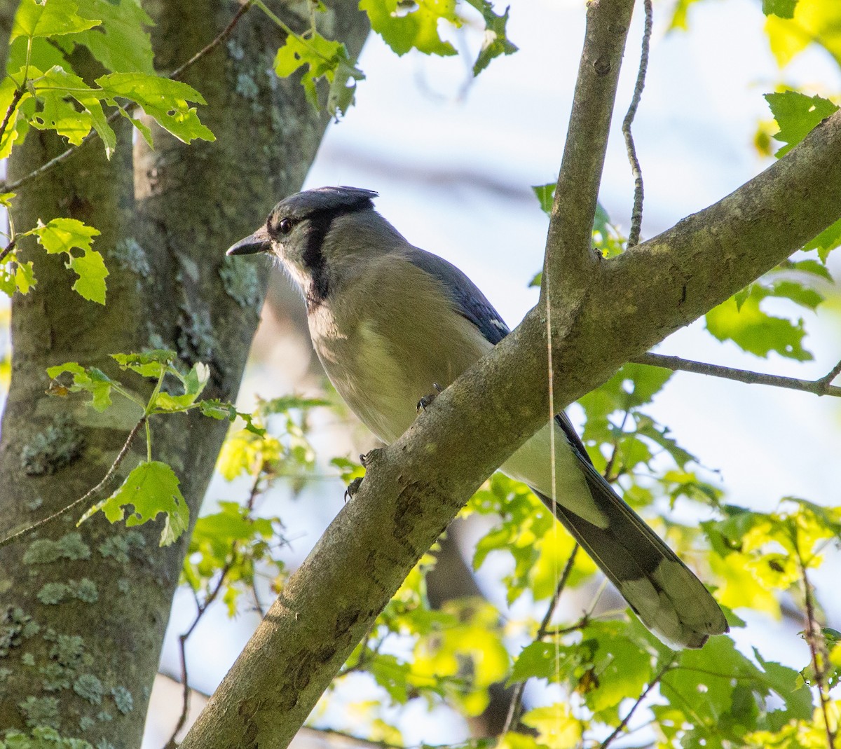 Blue Jay - ML226114921