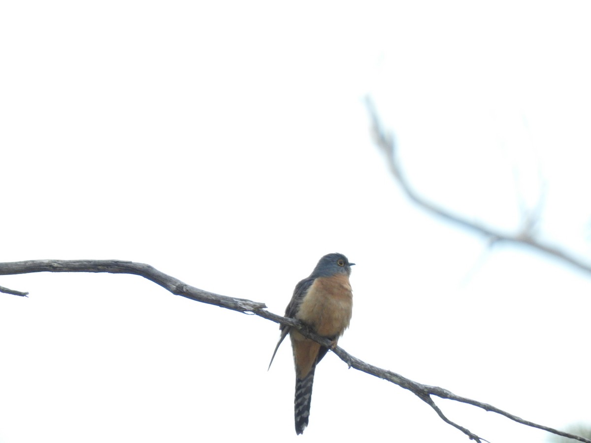 Fan-tailed Cuckoo - George Vaughan