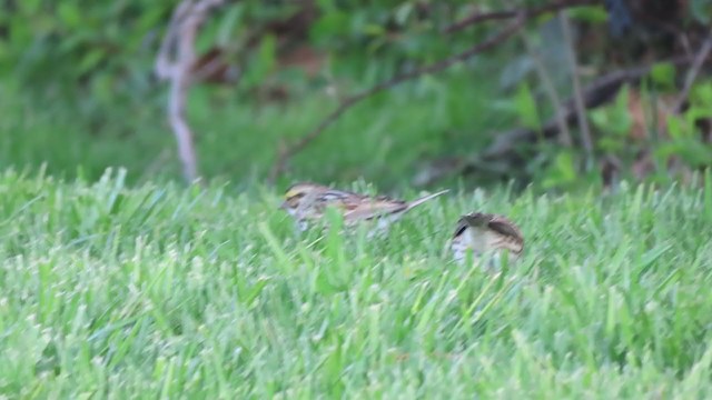 Savannah Sparrow - ML226118211