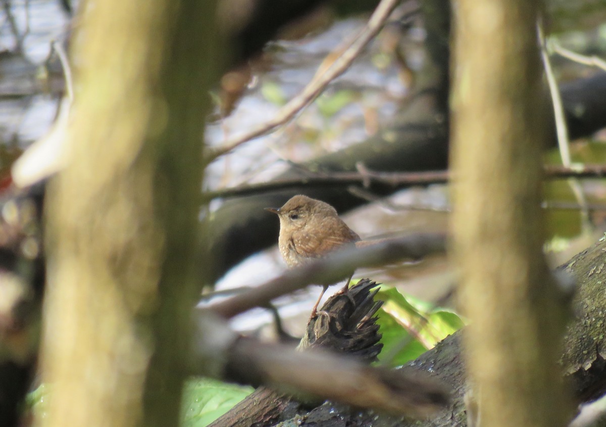 Winter Wren - ML226118541