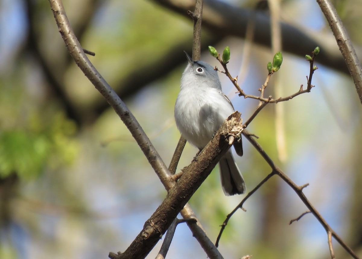 Blue-gray Gnatcatcher - Keith Leonard