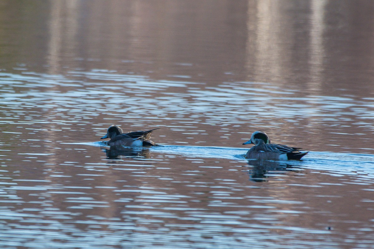 American Wigeon - ML226119561