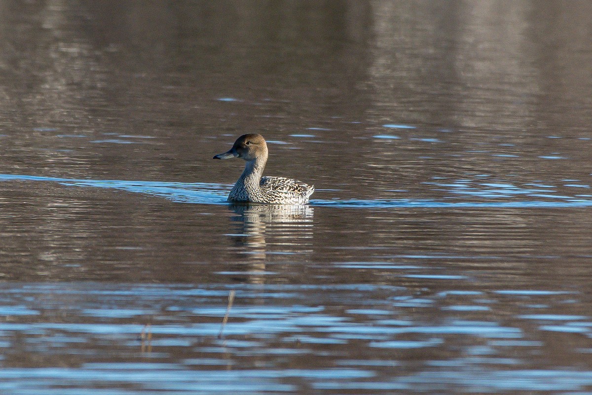 Northern Pintail - ML226119691