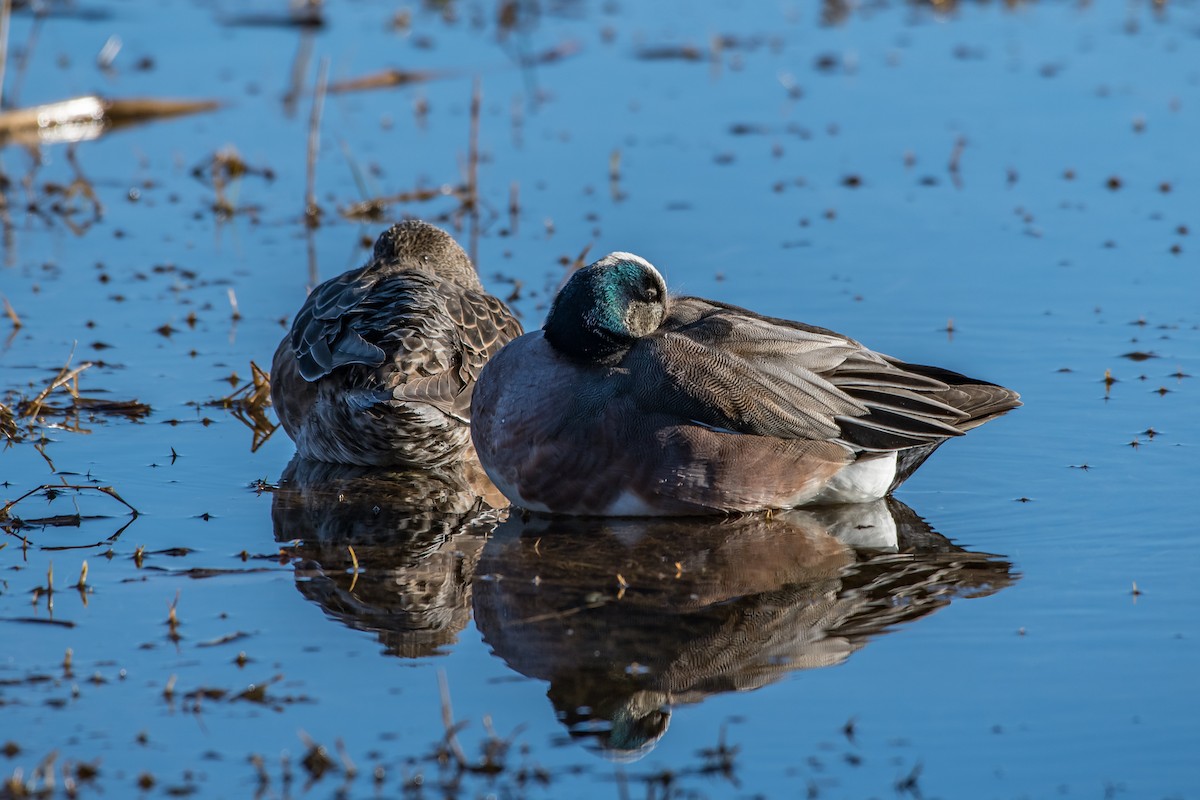 American Wigeon - Frank King