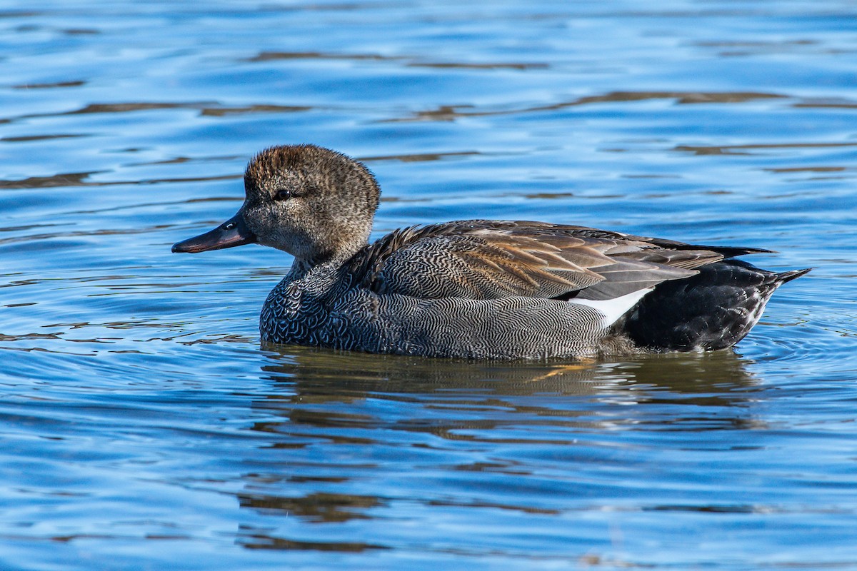 Canard chipeau - ML226120171