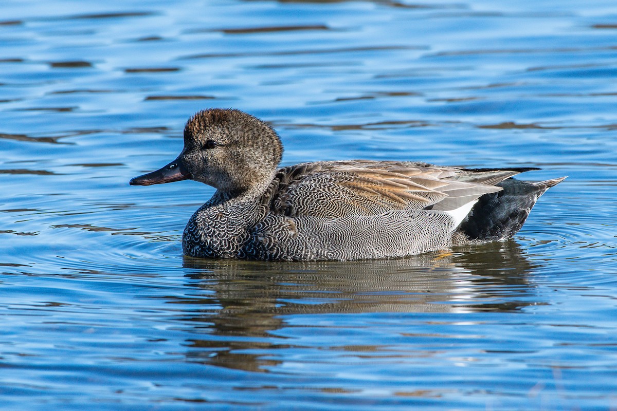 Canard chipeau - ML226120181