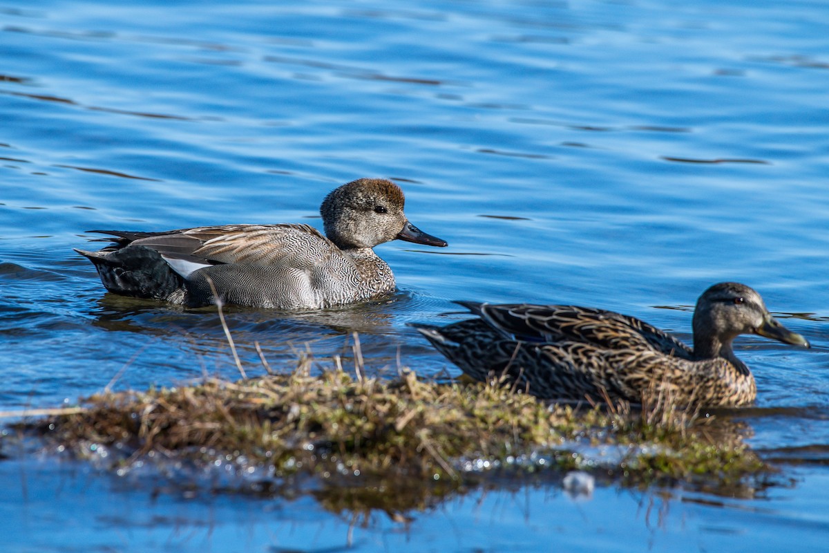 Gadwall - ML226120231