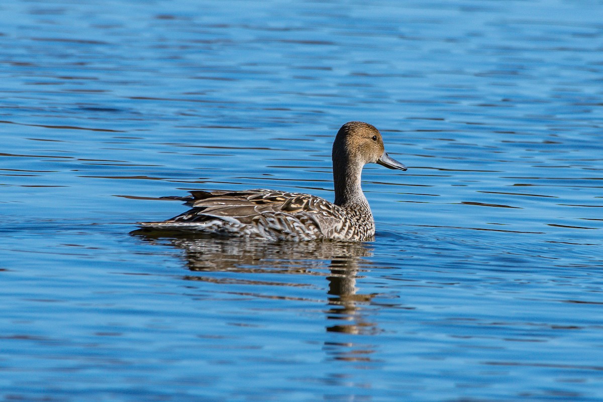 Northern Pintail - ML226120531