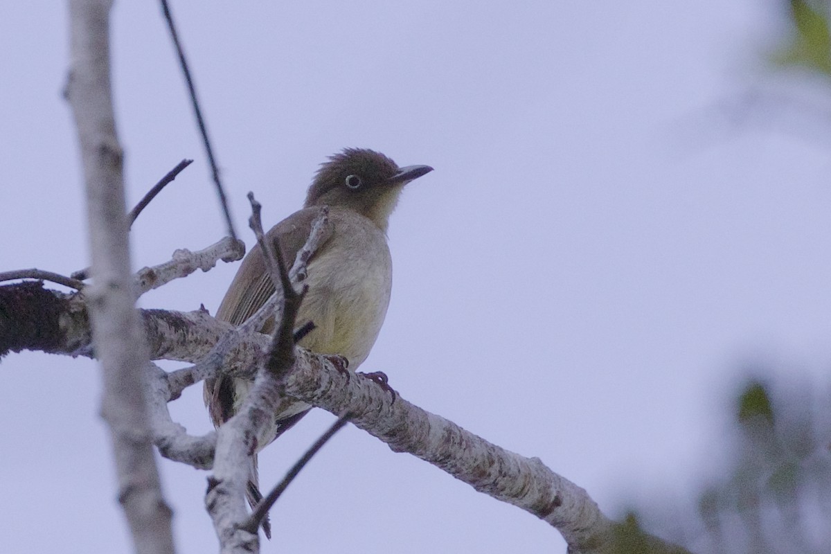 Cream-vented Bulbul - Jeanne Verhulst