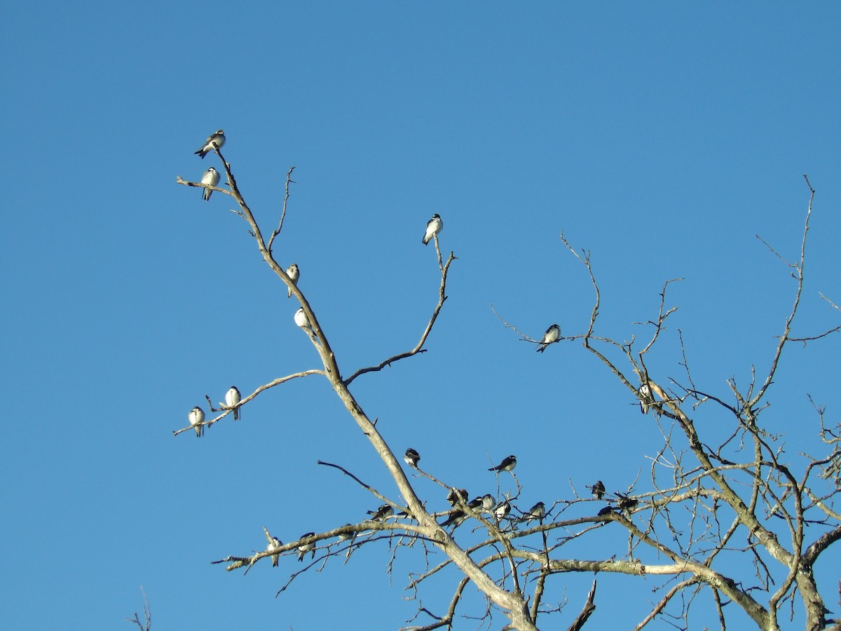 Northern Rough-winged Swallow - ML226122921