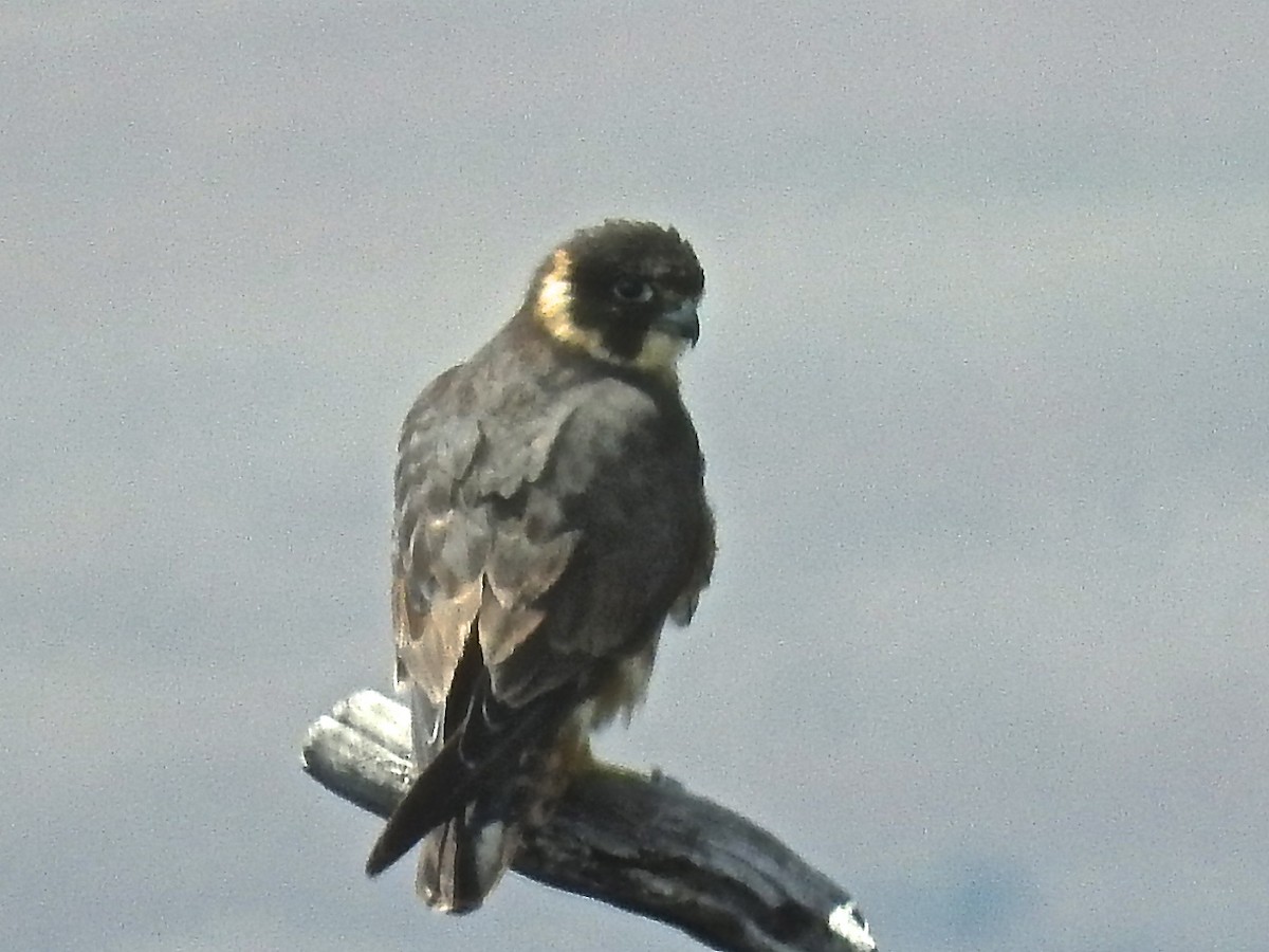 Australian Hobby - ML226123441