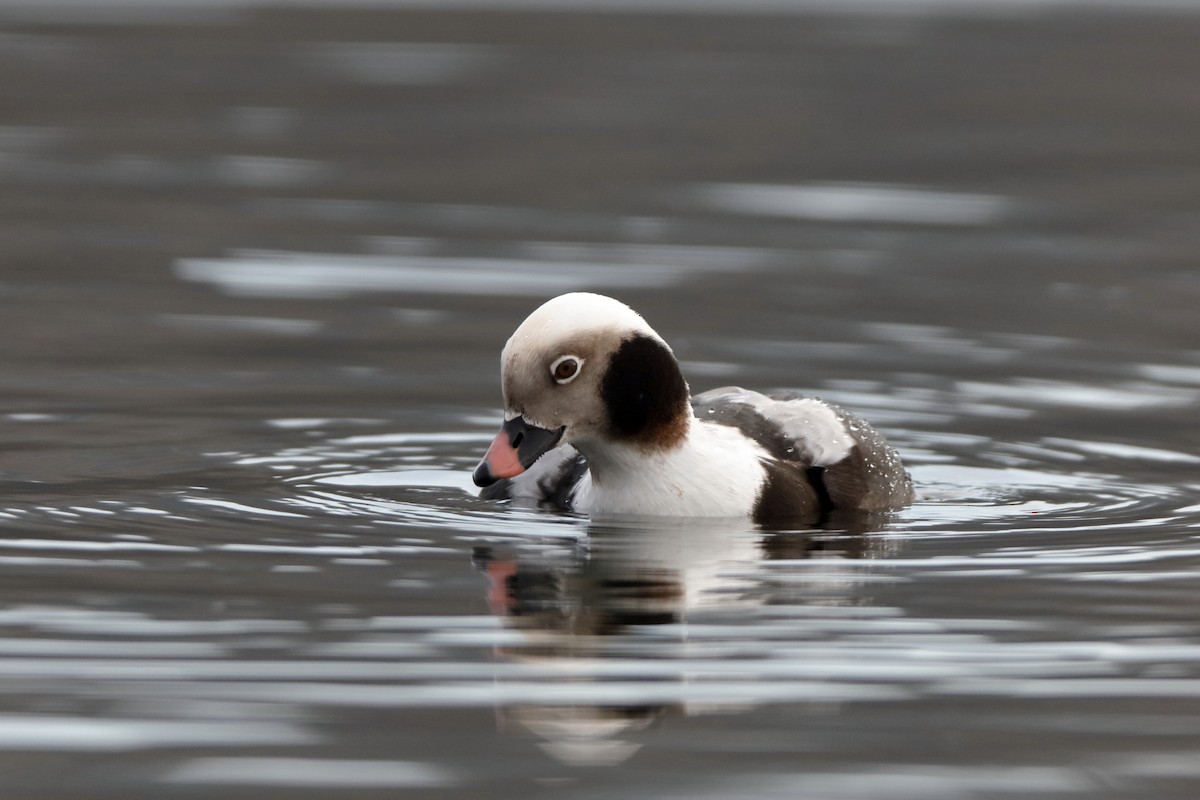 Long-tailed Duck - ML226123931