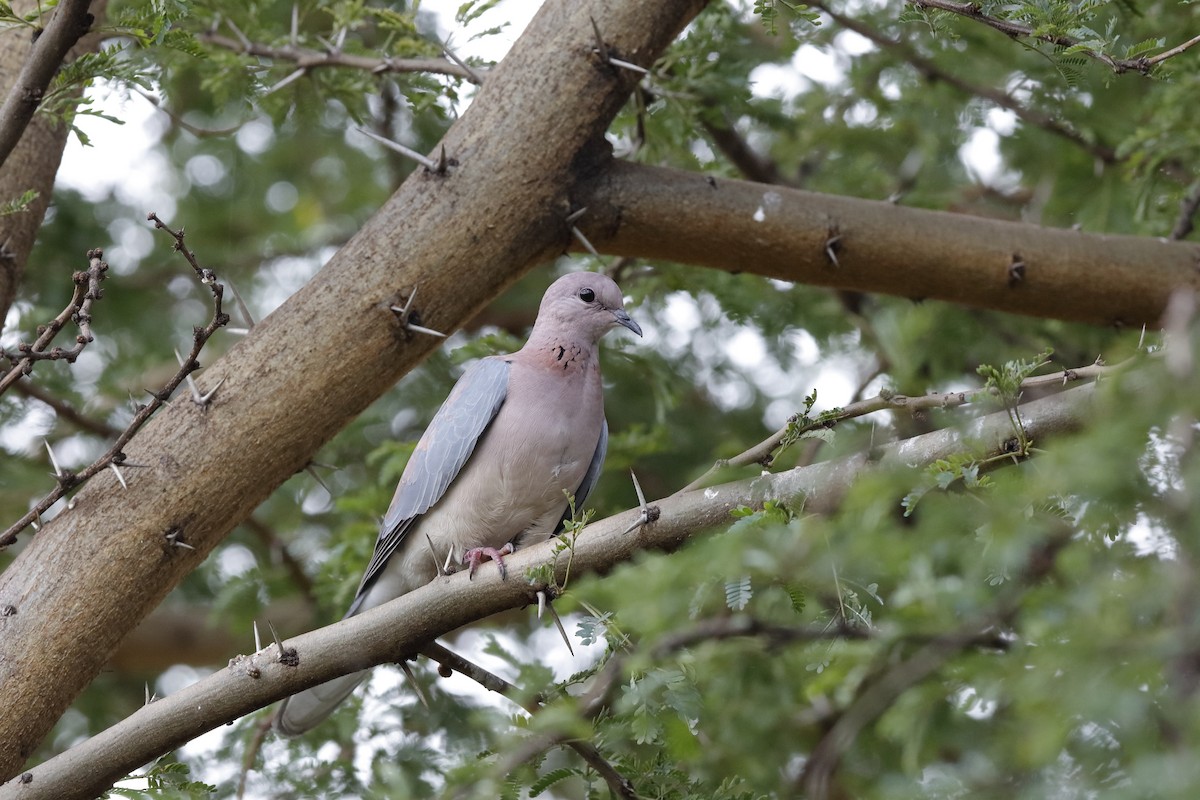 Laughing Dove - ML226124011