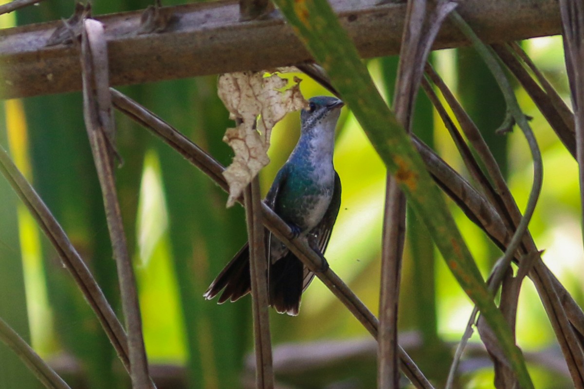 Sapphire-throated Hummingbird - David Garrigues