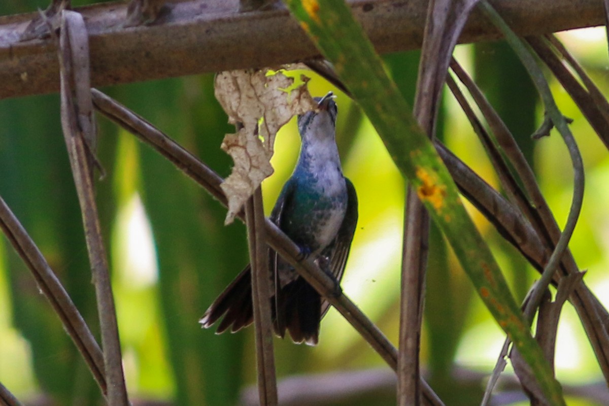 Sapphire-throated Hummingbird - David Garrigues