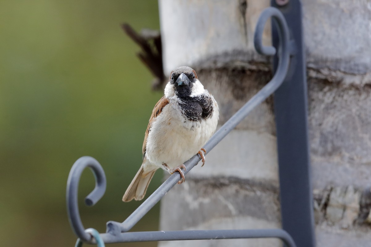 House Sparrow - ML226124191