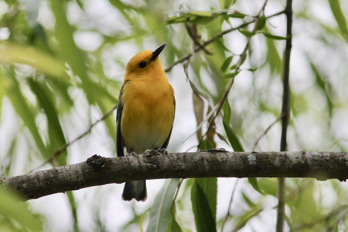 Prothonotary Warbler - Edward Landi